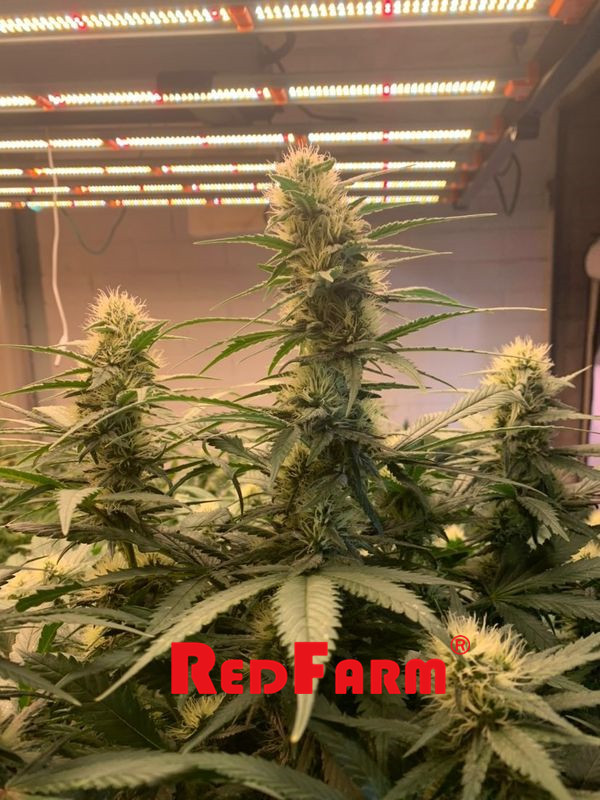 이끌린 3500K 전체 스펙트럼 원예학은 빛 1000W를 성장시킵니다 3