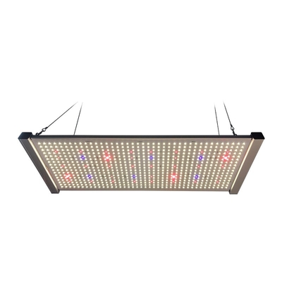 이끌린 320W 특정량 사회는 빛 전체 스펙트럼 서울 UV 395nm을 성장시킵니다